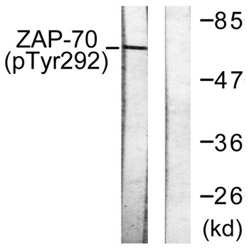 ZAP-70 (phospho Tyr292) rabbit pAb