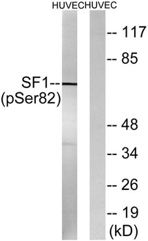 Splicing factor 1 (phospho Ser82) rabbit pAb