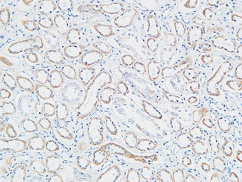 PBF antibody