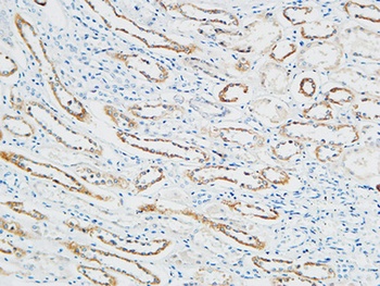 PBF antibody