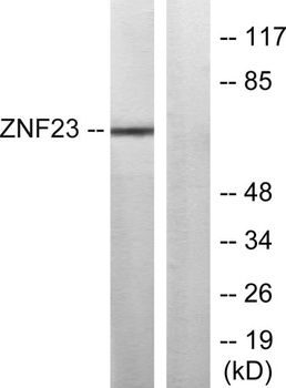 ZNF23 antibody