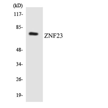 ZNF23 antibody