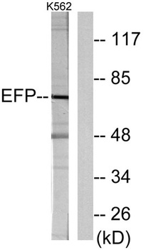 EFP rabbit pAb