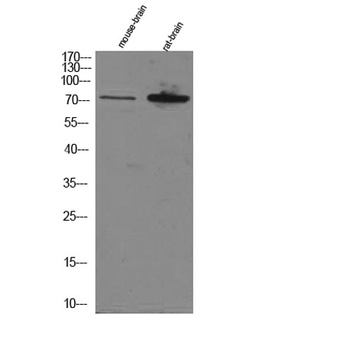 EFP antibody