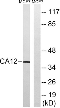 CA XII rabbit pAb