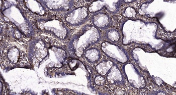 CA XII rabbit pAb