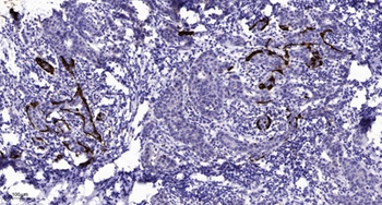 ZnT-1 rabbit pAb