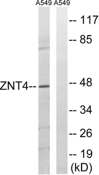 ZnT-4 rabbit pAb