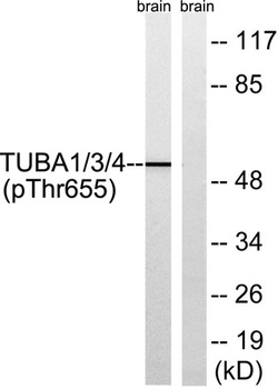 Tubulin α1/3/4 (phospho Tyr272) rabbit pAb
