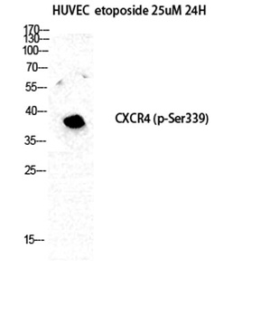 Fusin (phospho-Ser339) antibody