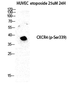 Fusin (phospho Ser339) rabbit pAb