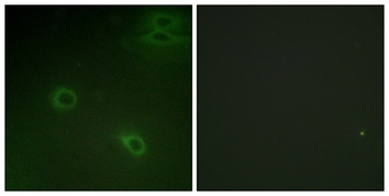Fusin (phospho-Ser339) antibody