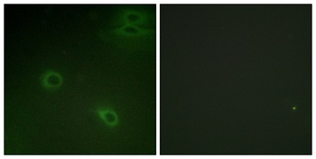 Fusin (phospho Ser339) rabbit pAb