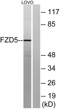 Frizzled-5 antibody