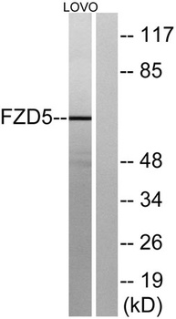 Frizzled-5 rabbit pAb
