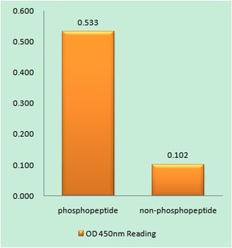 CAD (phospho Thr456) rabbit pAb