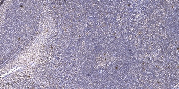 IRX1 antibody