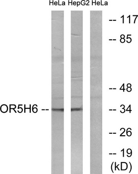 Olfactory receptor 5H6 antibody