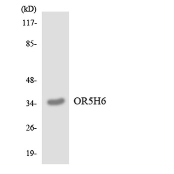 Olfactory receptor 5H6 antibody
