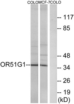 Olfactory receptor 51G1 antibody