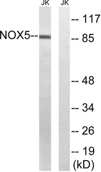 Nox5 rabbit pAb