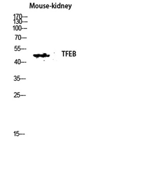 TFEB rabbit pAb
