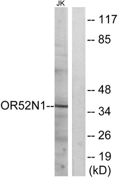 Olfactory receptor 52N1 rabbit pAb
