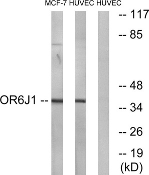Olfactory receptor 6J1 rabbit pAb
