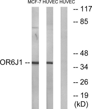 Olfactory receptor 6J1 antibody