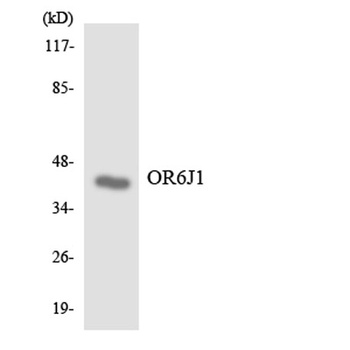 Olfactory receptor 6J1 rabbit pAb