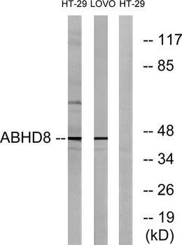 ABHD8 antibody