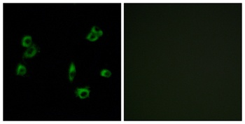 GPR172A antibody