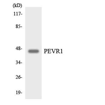 GPR172A rabbit pAb