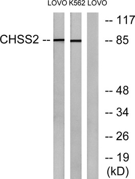 CHSY2 antibody