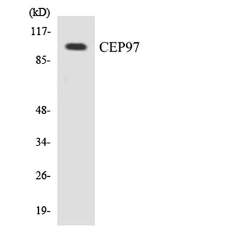 Cep97 antibody