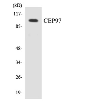 Cep97 rabbit pAb
