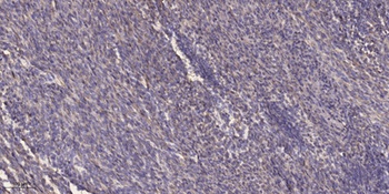 Cep97 antibody