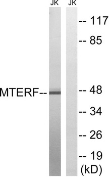 mTERF rabbit pAb