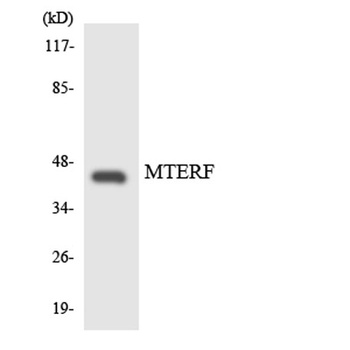 mTERF rabbit pAb