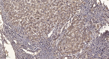SgK269 rabbit pAb