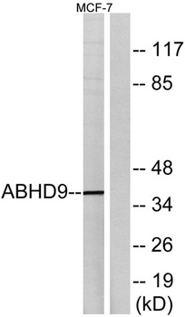 ABHD9 rabbit pAb