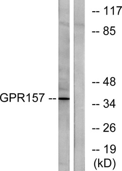GPR157 rabbit pAb
