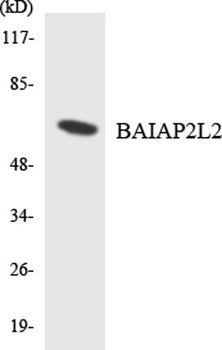 BAIAP2L2 rabbit pAb