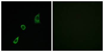 FGF-23 antibody