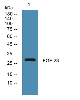 FGF-23 rabbit pAb