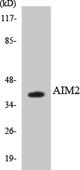 COL18A1 rabbit pAb