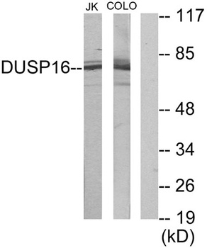 MKP-7 antibody