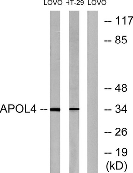 ApoL4 antibody