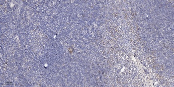 ApoL3 rabbit pAb Antibody