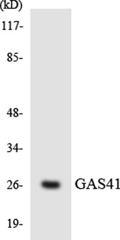 GAS41 antibody